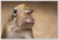 macaque (7)